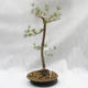 Outdoor bonsai lasu -Borovice - Pinus sylvestris - 2/5