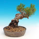 Pinus thunbergii - Sosna thunbergova - 2/3