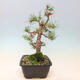 Outdoor bonsai - Pinus Sylvestris - sosna zwyczajna - 2/4