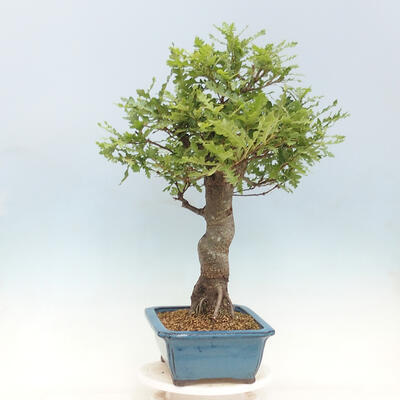 Freilandbonsai Quercus Cerris - Eiche Cer - 2