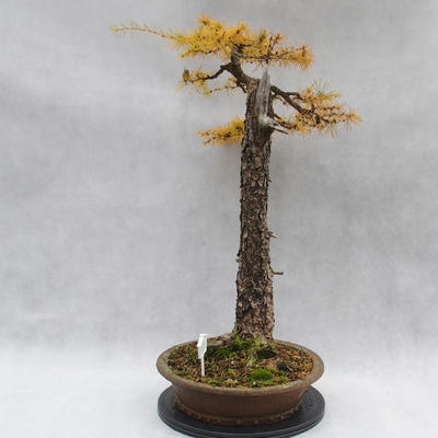 Outdoor bonsai -Modřín opadavý- Larix decidua - 2