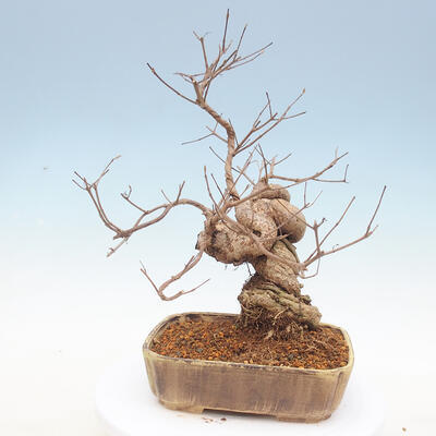 Outdoor bonsai - piękny Callicarpa - 2