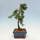 Outdoor bonsai - Juniperus chinensis Kishu-Chinese Juniper - 2/4