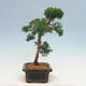 Outdoor bonsai - Juniperus chinensis Kishu-Chinese Juniper - 2/4
