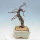 Outdoor bonsai -Larix decidua - modrzew - 2/4