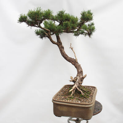 Bonsai zewnętrzne - Sosna błotna - Pinus uncinata - 2