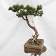 Bonsai zewnętrzne - Sosna błotna - Pinus uncinata - 2/5