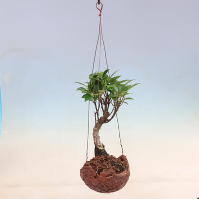 Kokedama w ceramice - figowiec drobnolistny - Ficus kimmen - 2