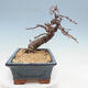 Outdoor bonsai -Larix decidua - modrzew - 2/4