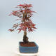 Outdoor bonsai - Acer palmatum Atropurpureum - Czerwony klon palmowy - 2/5