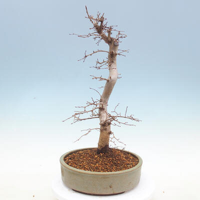 Outdoor bonsai -Carpinus CARPINOIDES - Koreański Grab - 2