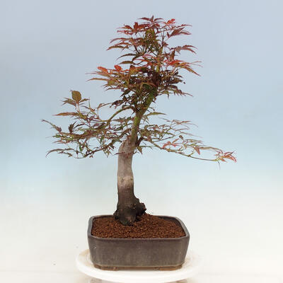 Outdoor bonsai - Acer palmatum Atropurpureum - Czerwony klon palmowy - 2