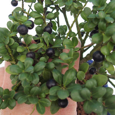 Pokój bonsai - Ilex crenata - Holly - 2