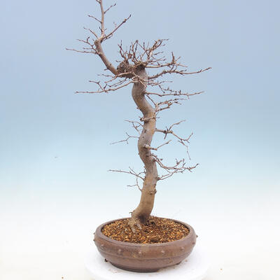 Outdoor bonsai -Carpinus CARPINOIDES - Koreański Grab - 2