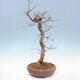 Outdoor bonsai -Carpinus CARPINOIDES - Koreański Grab - 2/5
