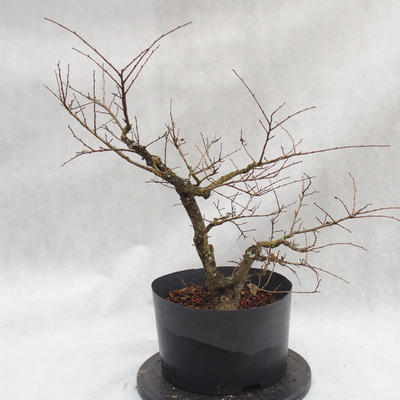 Outdoor bonsai Clay - liście - parviflora Ulmus - 2