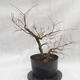 Outdoor bonsai Clay - liście - parviflora Ulmus - 2/4