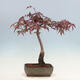 Outdoor bonsai - Acer palmatum Atropurpureum - Czerwony klon palmowy - 2/4