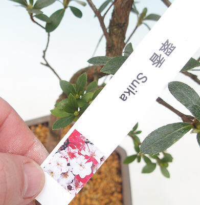 Outdoor bonsai - Azalia japońska - Azalia SUIKA - 2