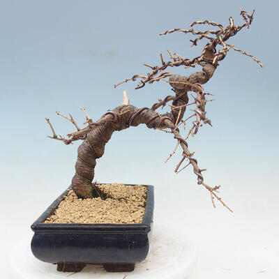 Outdoor bonsai -Larix decidua - modrzew - 2