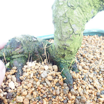 Outdoor bonsai -Modřín-liściasty Larix decidua - 2