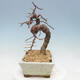 Outdoor bonsai -Larix decidua - modrzew - 2/5