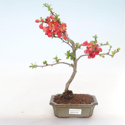 Outdoor bonsai - spec Chaenomeles. Rubra - Pigwa VB2020-186 - 2