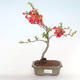 Outdoor bonsai - spec Chaenomeles. Rubra - Pigwa VB2020-186 - 2/3