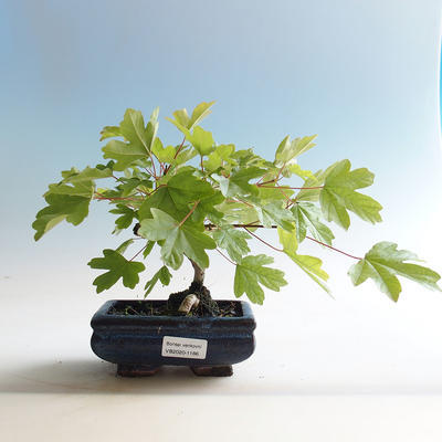 Outdoor bonsai-Acer campestre-Babyka klon - 2