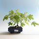 Outdoor bonsai-Acer campestre-Babyka klon - 2/2