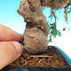 Outdoor bonsai - Juniperus chinensis Itoigava - chiński jałowiec - 2/4