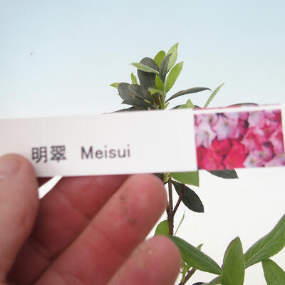 Outdoor bonsai - Azalia japońska - Azalia MEISUI - 2