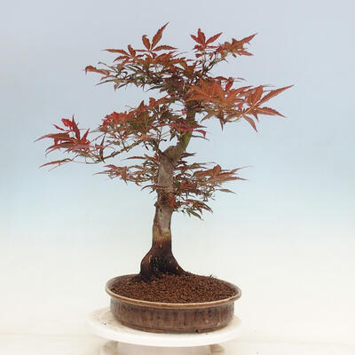 Outdoor bonsai - Acer palmatum Atropurpureum - Czerwony klon palmowy - 2