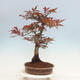 Outdoor bonsai - Acer palmatum Atropurpureum - Czerwony klon palmowy - 2/5