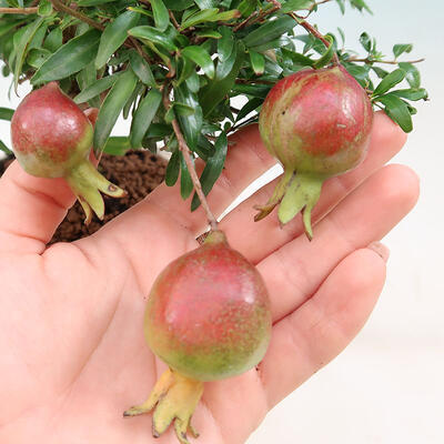 Kryte bonsai-PUNICA granatum nana-granat - 2