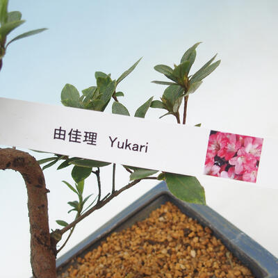 Outdoor bonsai - Azalia japońska - Azalia YUKARI - 2