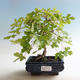 Outdoor bonsai-Acer campestre-Babyka klon - 2/2