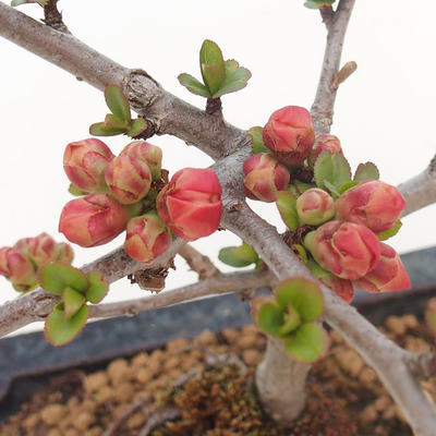 Outdoor bonsai - spec Chaenomeles. Rubra - Pigwa VB2020-187 - 2