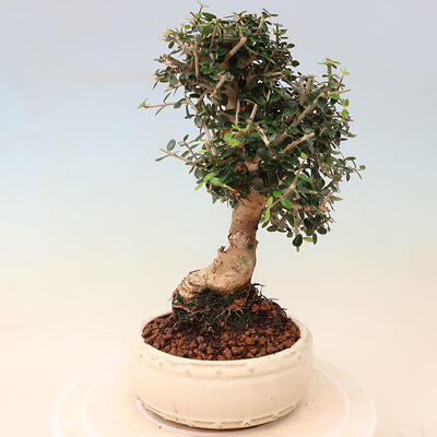 Kryte bonsai - Olea europaea sylvestris - Europejska oliwa z małych liści - 2