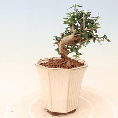 Bonsai do wnętrz - Olea europaea sylvestris - europejska oliwa drobnolistna - 2