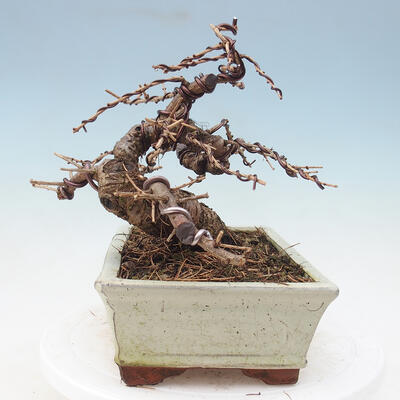 Outdoor bonsai -Larix decidua - modrzew - 2