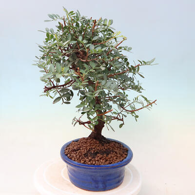 Kryte bonsai - Pistacje - 2