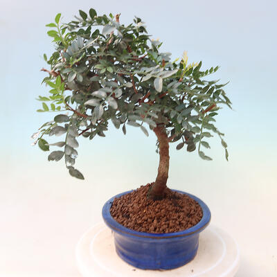 Kryte bonsai - Pistacje - 2
