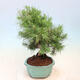 Bonsai do wnętrz-Pinus halepensis-sosna Aleppo - 2/4