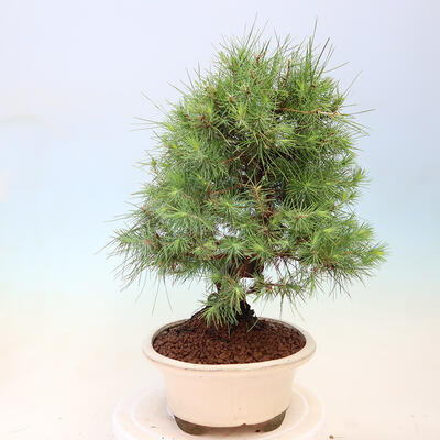 Bonsai do wnętrz-Pinus halepensis-sosna Aleppo - 2
