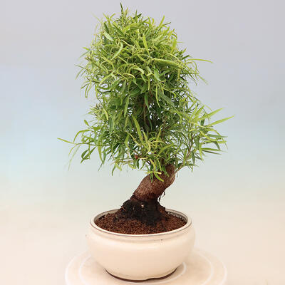 Bonsai wewnętrzne - Ficus nerifolia - figowiec drobnolistny - 2