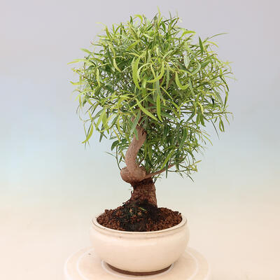 Bonsai wewnętrzne - Ficus nerifolia - figowiec drobnolistny - 2
