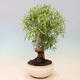 Bonsai wewnętrzne - Ficus nerifolia - figowiec drobnolistny - 2/4