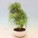 Bonsai wewnętrzne - Ficus nerifolia - figowiec drobnolistny - 2/4