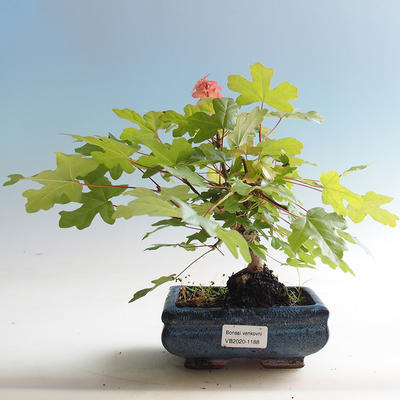 Outdoor bonsai-Acer campestre-Babyka klon - 2